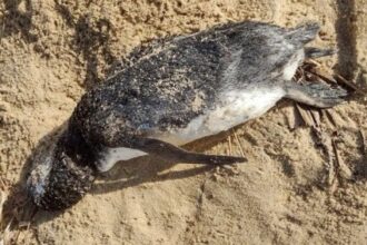 Pinguim é encontrado na praia do Açu, em São João da Barra