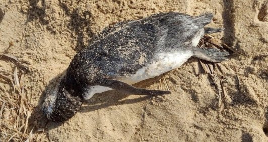 Pinguim é encontrado na praia do Açu, em São João da Barra