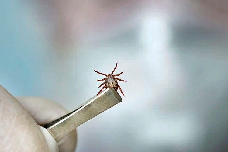 Sintomas, orientações e alerta: veja o que você precisa saber sobre a febre maculosa, que já soma duas mortes em Campos