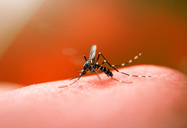 Com mais de 17 mil notificações de dengue, Campos tem quarto óbito confirmado