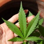 Decisão do STF sobre porte de maconha demanda novos procedimentos