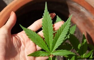 Decisão do STF sobre porte de maconha demanda novos procedimentos