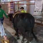 Vídeo: búfalo que seguia para Campos-RJ é flagrado ‘passeando’ em Copacabana