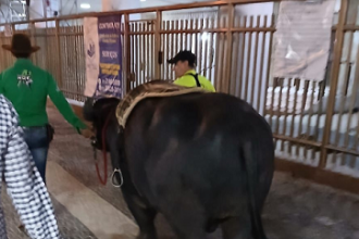 Vídeo: búfalo que seguia para Campos-RJ é flagrado ‘passeando’ em Copacabana