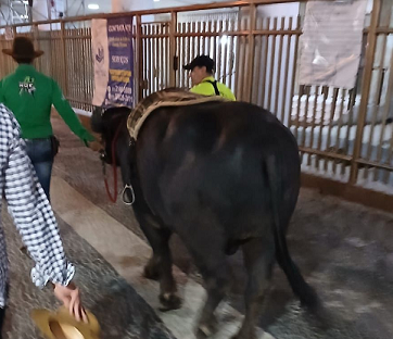 Vídeo: búfalo que seguia para Campos-RJ é flagrado ‘passeando’ em Copacabana