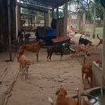 Abrigo de cães em Campos clama por doações após dívida superior a R$ 25 mil: “Nossos animais correm o perigo de morrer”