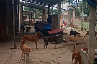 Abrigo de cães em Campos clama por doações após dívida superior a R$ 25 mil: “Nossos animais correm o perigo de morrer”