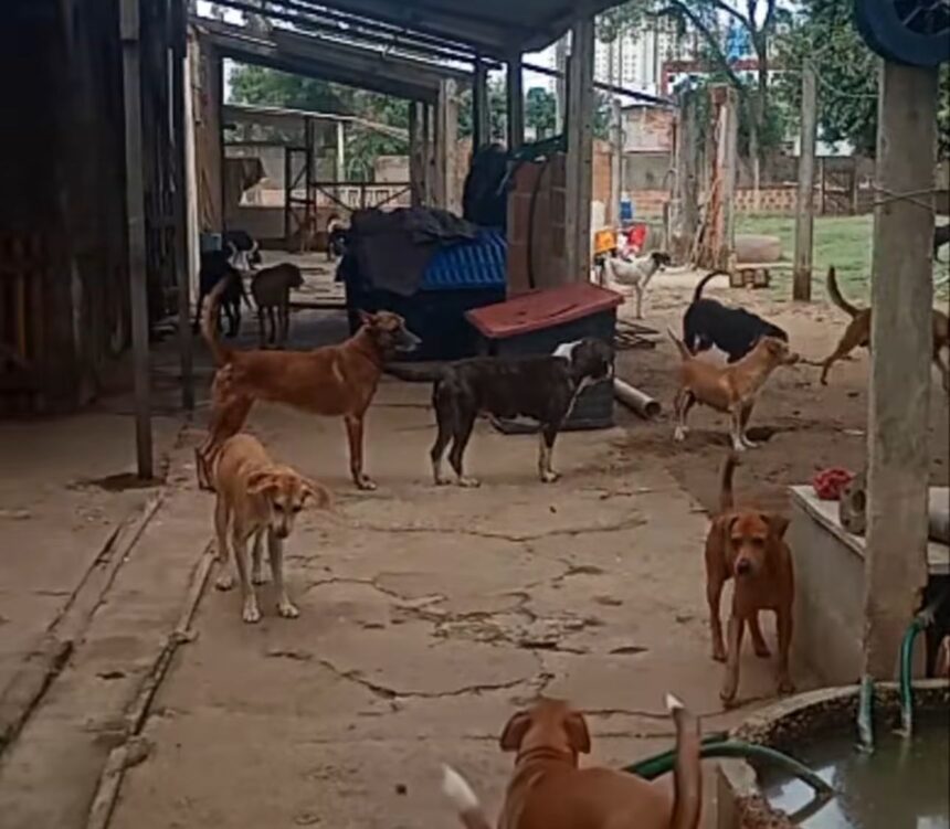 Abrigo de cães em Campos clama por doações após dívida superior a R$ 25 mil: “Nossos animais correm o perigo de morrer”