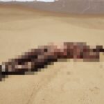 Corpo de homem executado a tiros é encontrado na Praia do Açu, em São João da Barra