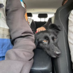 Idoso é preso suspeito de estuprar cadela 