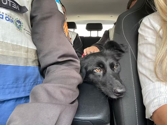 Idoso é preso suspeito de estuprar cadela 