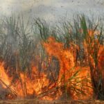 MPRJ cobra respostas sobre incêndios florestais em municípios do Norte Fluminense