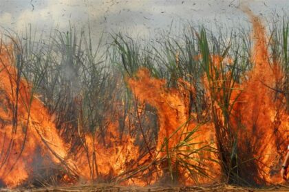 MPRJ cobra respostas sobre incêndios florestais em municípios do Norte Fluminense