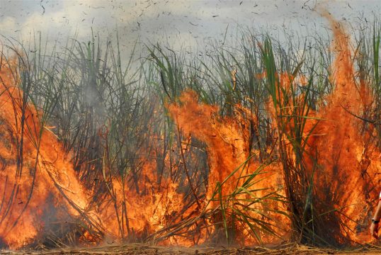MPRJ cobra respostas sobre incêndios florestais em municípios do Norte Fluminense