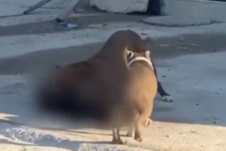 Vídeo mostra pit bulls atacando outro cachorro, em Campos