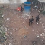Homem é preso em flagrante por maus-tratos a animais em Campos