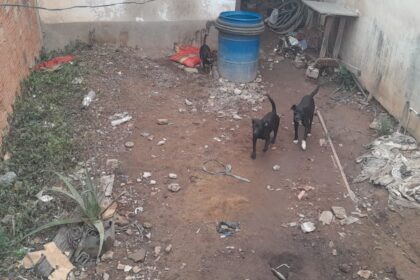 Homem é preso em flagrante por maus-tratos a animais em Campos