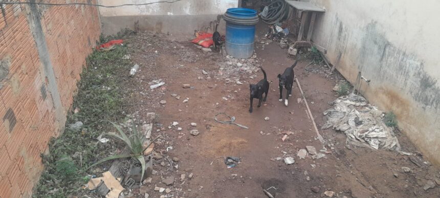 Homem é preso em flagrante por maus-tratos a animais em Campos