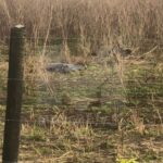 Mulher é encontrada morta em área de mata na RJ-194, em Campos