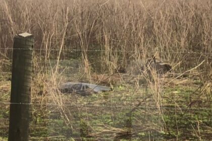 Mulher é encontrada morta em área de mata na RJ-194, em Campos