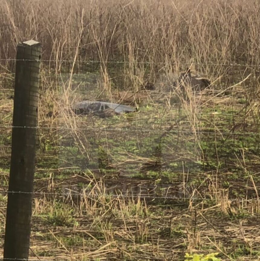 Mulher é encontrada morta em área de mata na RJ-194, em Campos