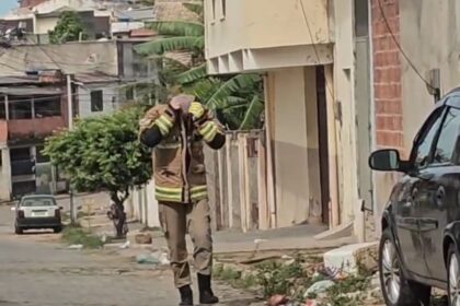 Ataque de enxame de abelhas deixa 8 vítimas em Campos