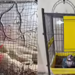 Polícia Civil realiza operação contra tráfico de animais silvestres em Campos e região