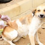 Vacinação Antirrábica supera meta e tem mais de 5 mil animais imunizados em Quissamã