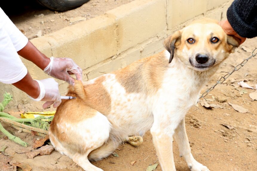 Vacinação Antirrábica supera meta e tem mais de 5 mil animais imunizados em Quissamã