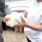 Galinha é encontrada presa no motor de viatura da PM que viajou cerca de 200 km