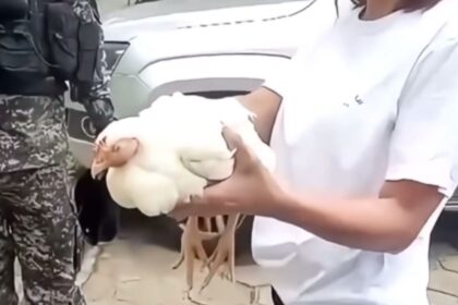 Galinha é encontrada presa no motor de viatura da PM que viajou cerca de 200 km