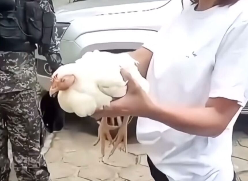 Galinha é encontrada presa no motor de viatura da PM que viajou cerca de 200 km
