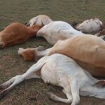 Raio mata vacas e bezerros dentro de propriedade rural em São Francisco de Itabapoana