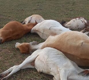 Raio mata vacas e bezerros dentro de propriedade rural em São Francisco de Itabapoana
