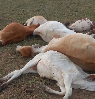 Raio mata vacas e bezerros dentro de propriedade rural em São Francisco de Itabapoana