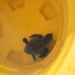 Tartaruga marinha filhote aparece em varanda de casa em Santa Clara