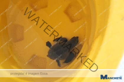 Tartaruga marinha filhote aparece em varanda de casa em Santa Clara