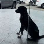 Dócil e carinhosa, cadela “Pretinha” é cuidada pelos agentes da 146ª DP de Guarus e já até tentou levar os presos para o presídio