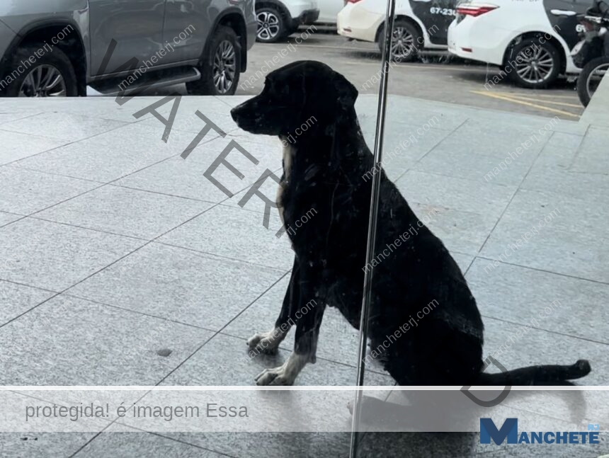 Dócil e carinhosa, cadela “Pretinha” é cuidada pelos agentes da 146ª DP de Guarus e já até tentou levar os presos para o presídio