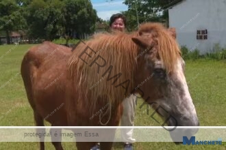 Estado do Rio registra 1.365 casos de abandono de animais em 2024