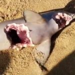 Golfinho é encontrado morto com sinais de mordida de tubarão na praia de Grussaí