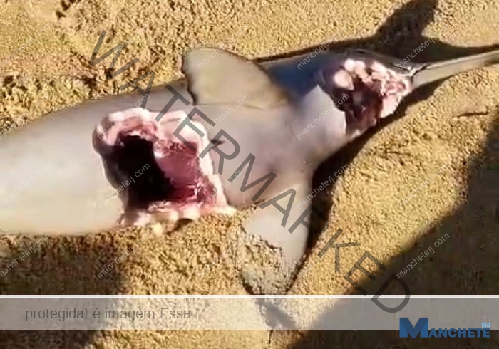 Golfinho é encontrado morto com sinais de mordida de tubarão na praia de Grussaí