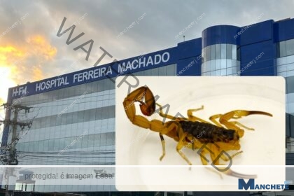 Picadas de escorpiões geram alerta após grande quantidade de atendimentos no HFM