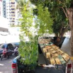 Polícia Militar prende homem com pés de maconha e dinheiro, em Campos