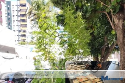 Polícia Militar prende homem com pés de maconha e dinheiro, em Campos