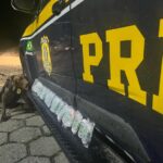 Jovem que transportava drogas de São Paulo para Campos é presa pela PRF