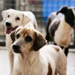 Nova lei obriga uso de câmeras de monitoramento em hotéis para pets