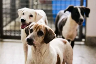 Nova lei obriga uso de câmeras de monitoramento em hotéis para pets