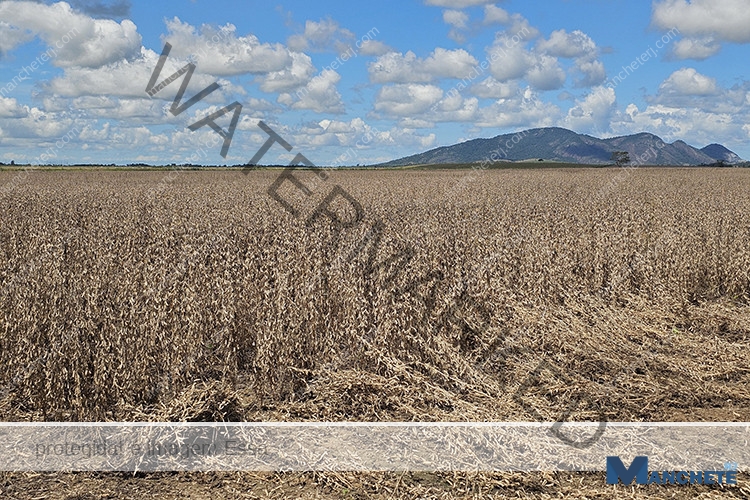 Campos é a maior produtora de soja do interior do Estado