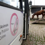 CCZ realiza apreensão de animais soltos em vias públicas
